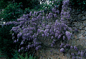 Glycine (Wisteria)