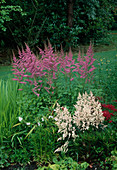 Astilbe arendsii (splendid lyre) in the shade bed