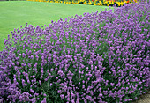 Lavandula angustifolia Lavendel als Kräuterhecke