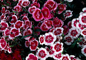 Dianthus barbatus 'Exciting Mix' (Bearded Carnations)