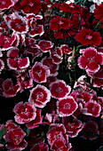 Dianthus barbatus 'Exciting Mix' (bearded carnations)