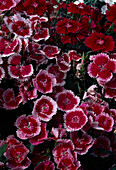 Dianthus barbatus 'Exciting Mix' (Bartnelken)