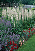 Verbascum chaixii 'Album' (white mullein), Nepeta 'Six Hills Giant' (catmint) and Dianthus caryophyllus (carnations), glass house at the back