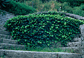 Hedera helix (ivy) on stone steps