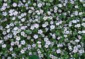 Nemophila maculata (spotted grove flower)