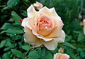 Rosa 'Apricot Nectar' Polyantharose , oefterbluehend mit starkem Duft