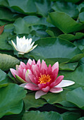 Nymphaea 'Escarboucle' (Water Lily)