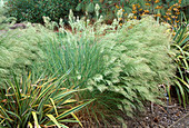 Stipa calamagrostis 'Algäu' (silver-toothed grass, silver-raugras)