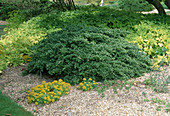 Ilex crenata 'Helleri' (Japanische Hülse) und Sedum (Fetthenne) im Kiesbeet