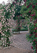 Rosa 'Debutante' 'Magenta' (rambler roses) overgrowing archway