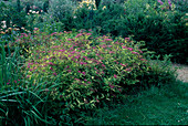 Spiraea japonica 'Goldflame' (Japanese dwarf spirea)