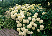 Hydrangea arborescens 'Annabelle' (Shrub Hydrangea)