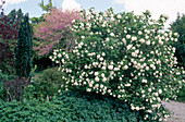 Viburnum opulus 'Sterile'(Gefuellter Schneeball), dahinter Cercis siliquastrum (Judasbaum) mit pinken Blüten