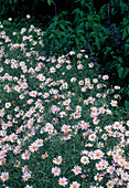 Argyranthemum 'Pepita Pioli' (daisies)