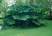 Gunnera manicata (redwood leaf)