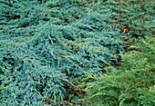 Juniperus horizontalis 'Douglasii' (Flat-growing juniper) as ground cover
