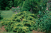 Juniperus chinensis 'Pfitzeriana Aurea' (gelber Pfitzerwacholder)