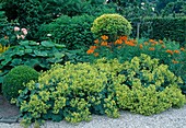 Alchemilla mollis (lady's mantle), Petasites (plaguewort), Alstroemeria (inca lilies), Ligustrum (privet), Buxus (boxwood)