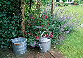 Nepeta (catmint) and Fuchsia (fuchsia), zinc watering can and tub