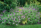 Geranium 'Brookside'