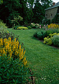 Lawn path between beds: Lysimachia punctata (golden field plantain), Alchemilla mollis (lady's mantle), Lavender (Lavandula), Rosa (roses)