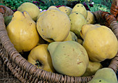 Freshly picked Cydonia oblonga (pear quince) in a basket