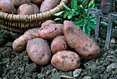 Potato variety 'Desiree' (Solanum tuberosum), red skin, mainly firm cooking, yellow fleshed, good taste, medium early