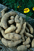 Freshly harvested potatoes 'La Ratte d'Ardeche' (Solanum tuberosum)