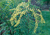 Koelreuteria paniculata (Blasenesche) mit gelben Blüten