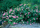 Rosa (Rose 'Raubritter') Strauchrose oder niedrige Kletterrose, einmalblühend, leichter Duft