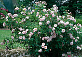 Rosa 'Fritz Nobis, Rosa pimpinellifolia, Strauchrose, einmalblühend, gut nach Apfel duftend