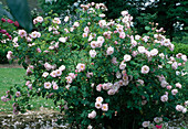 Rosa 'Fritz Nobis, Rosa pimpinellifolia, shrub rose, single flowering, good apple fragrance