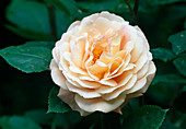 Rosa 'Charles Austin' (Englische Rose), öfterblühend mit starkem Duft