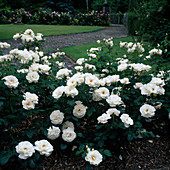 Rosa 'Maria Mathilda', floribunda rose, repeat flowering, strong fragrance