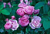 'Louise Odier' Rosa bourbonica Historische Rose, Strauchrose, öfter blühend, guter Duft, eine der Besten ihrer Art