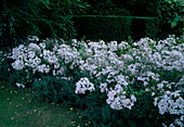 Rosa 'Tapis Volant' (Strauchrose, Bodendeckerrose), öfterblühend, fruchtiger Duft und Lavandula stoechas (Schopflavendel)