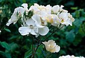 Rosa 'Sally Holmes' (shrub rose), repeat flowering, light fragrance