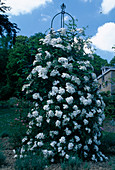 Rosa 'Pleine de Grace' shrub rose, single flowering, intense fragrance on Rankobelisk