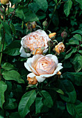 Rosa 'Sweet Juliet' (Englische Rose), öfterblühend mit starkem Duft