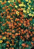 Tagetes tenuifolia 'Starfire' (marigolds)