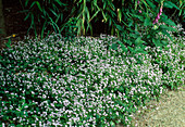 Montia sibirica - Sibirischer Portulak = Claytonia sibirica