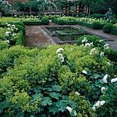 Beete eingefasst mit Buxus (Buchs), bepflanzt mit Alchemilla mollis (Frauenmantel) und Rosa 'Schneewittchen'(Strauchrosen), gemauertes Wasserbecken mit Nymphaea (Seerosen)