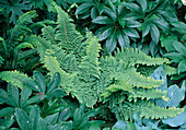 Polystichum setiferum 'Plumosum Densum' (downy feather filigree fern) between perennials