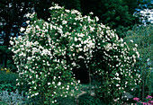 Rosa 'Alister Stella Gray' (climbing rose, rambler rose), repeat flowering with fragrance