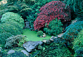 Japanischer Garten mit Steinen, Steinlaterne und kleinem Teich - Acer palmatum 'Dissectum Garnet' (Japanischer Schlitzahorn), Chamaecyparis 'Filifera' (Fadenzypresse), Pinus (Kiefer) und Zwergrhododendron