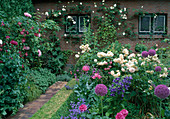 Rosa 'Buff Beauty', 'Memoire de Caen' (roses), Allium giganteum (ornamental leek), Campanula 'Sarastro' (bellflower), Clematis (woodland vine), Papaver somniferum (opium poppy), Buxus (boxwood) - hedge