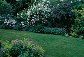 Flowering perennials and English lawn in the garden