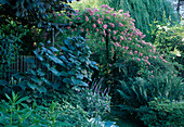 Rose arch with Rosa 'Maria Lisa' (historical rose, rambler rose, climbing rose) with fragrance, single flowering, Linaria (toadflax), ferns