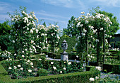 White rose garden rose 'Climbing Iceberg' syn. 'Snow White' (roses, climbing roses, beds with hedges of Buxus (boxwood), amphora on column