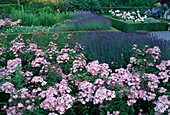 Rosa moschata 'Ballerina' (shrub rose), repeat flowering, hardly fragrant, Lavandula angustifolia (lavender)